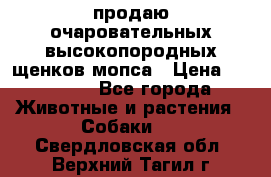 продаю очаровательных высокопородных щенков мопса › Цена ­ 20 000 - Все города Животные и растения » Собаки   . Свердловская обл.,Верхний Тагил г.